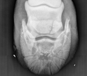 digital x-ray of a large animal