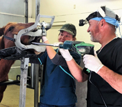 Horse receiving dental care