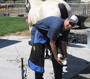 Horse being treated for lameness