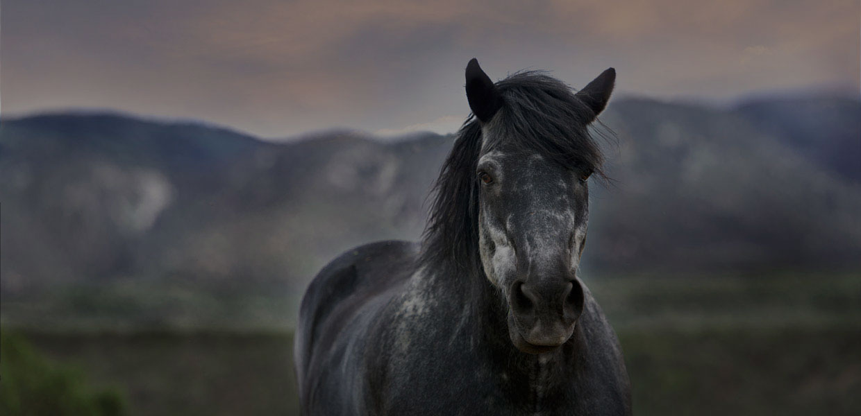 Dark hores staring into the camera