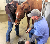 Horse receiving medicine