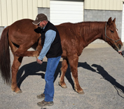 Horse being examined by veterinarian