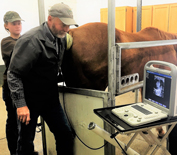 Mare receiving reproductive treatment