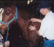 Horse receiving routine care
