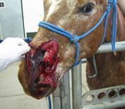 Horse with face wound